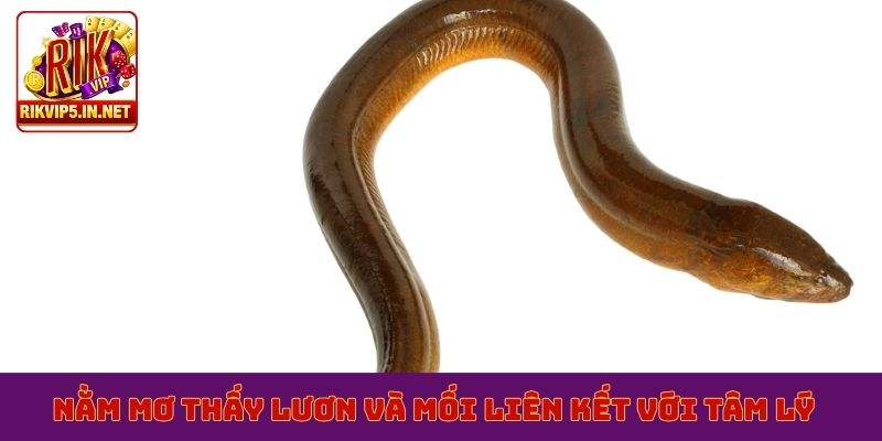 Nằm mơ thấy lươn và mối liên kết với tâm lý