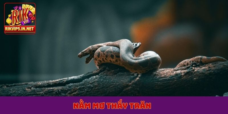nằm mơ thấy trăn